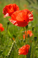 Wild Poppy Wall Mural