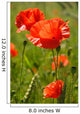 Wild Poppy Wall Mural