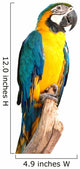 Portrait Macaw Bird