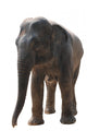 Wild Animal Elephant Wall Decal