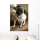 Listening Pug Wall Mural