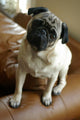 Listening Pug Wall Mural