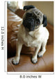 Listening Pug Wall Mural