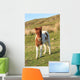 Shetland Foal