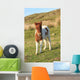 Shetland Foal