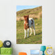 Shetland Foal