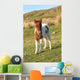 Shetland Foal