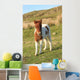 Shetland Foal