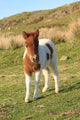 Shetland Foal