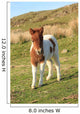 Shetland Foal