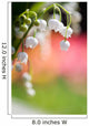 Lily of the valley Wall Mural