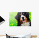 Bernese Mountain Dog Portrait Wall Mural