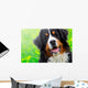 Bernese Mountain Dog Portrait Wall Mural