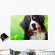 Bernese Mountain Dog Portrait Wall Mural