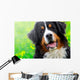 Bernese Mountain Dog Portrait Wall Mural