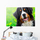 Bernese Mountain Dog Portrait Wall Mural