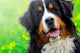 Bernese Mountain Dog Portrait Wall Mural