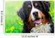 Bernese Mountain Dog Portrait Wall Mural