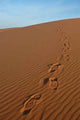Footsteps Sahara Desert Wall Decal