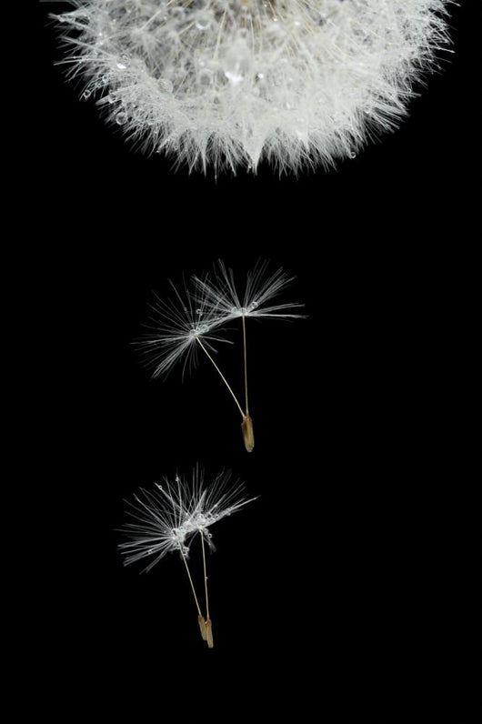 Flying Seeds Blossoming Dandelion Wall Decal