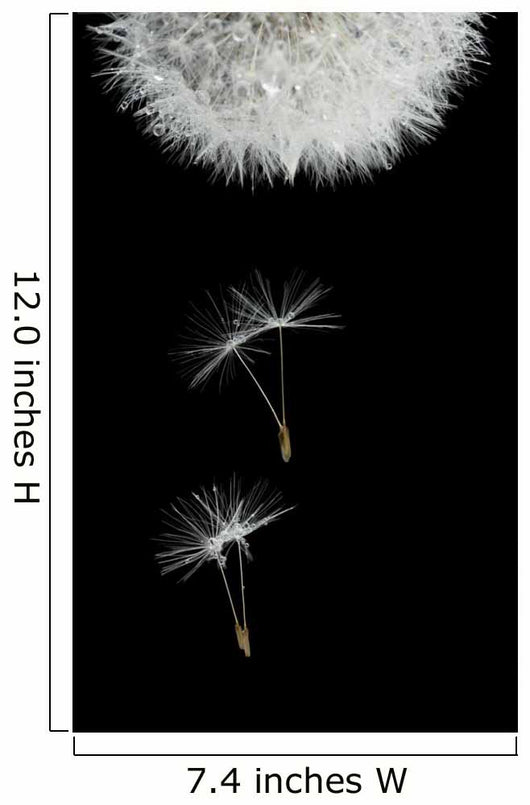 Flying Seeds Blossoming Dandelion Wall Decal