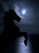 Horse Legs Night Sky