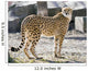 Cheetah
