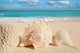 Sea Shells Starfish Tropical Sand Turquoise Caribbean Wall Mural