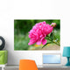 Pink peony flower Wall Mural