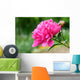 Pink peony flower Wall Mural