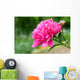 Pink peony flower Wall Mural
