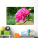 Pink peony flower Wall Mural