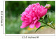 Pink peony flower Wall Mural