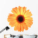 One orange flower with dew Wall Decal