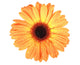 One orange flower with dew Wall Decal