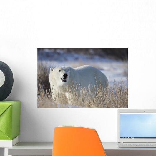 Polar Bear In The Sunshine;Churchill Manitoba Canada Wall Mural