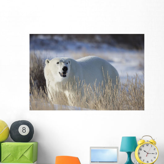 Polar Bear In The Sunshine;Churchill Manitoba Canada Wall Mural