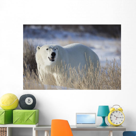 Polar Bear In The Sunshine;Churchill Manitoba Canada Wall Mural