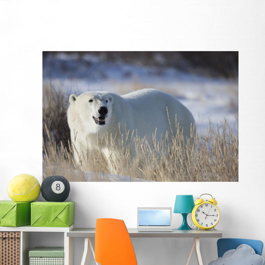 Polar Bear In The Sunshine;Churchill Manitoba Canada Wall Mural