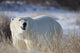 Polar Bear In The Sunshine;Churchill Manitoba Canada Wall Mural