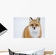 Portrait Of Red Fox;Churchill Manitoba Canada Wall Mural