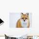Portrait Of Red Fox;Churchill Manitoba Canada Wall Mural