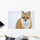 Portrait Of Red Fox;Churchill Manitoba Canada Wall Mural