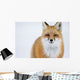 Portrait Of Red Fox;Churchill Manitoba Canada Wall Mural
