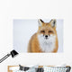 Portrait Of Red Fox;Churchill Manitoba Canada Wall Mural