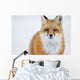 Portrait Of Red Fox;Churchill Manitoba Canada Wall Mural