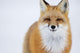 Portrait Of Red Fox;Churchill Manitoba Canada Wall Mural