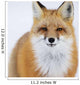 Portrait Of Red Fox;Churchill Manitoba Canada Wall Mural