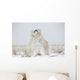 Polar Bears Play Fighting Wall Mural