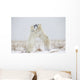 Polar Bears Play Fighting Wall Mural